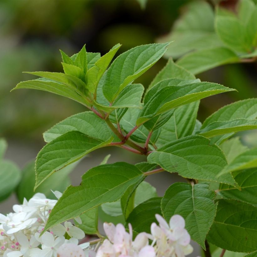 Hydrangea paniculata Limelight - Hortensia paniculé (Foliage)