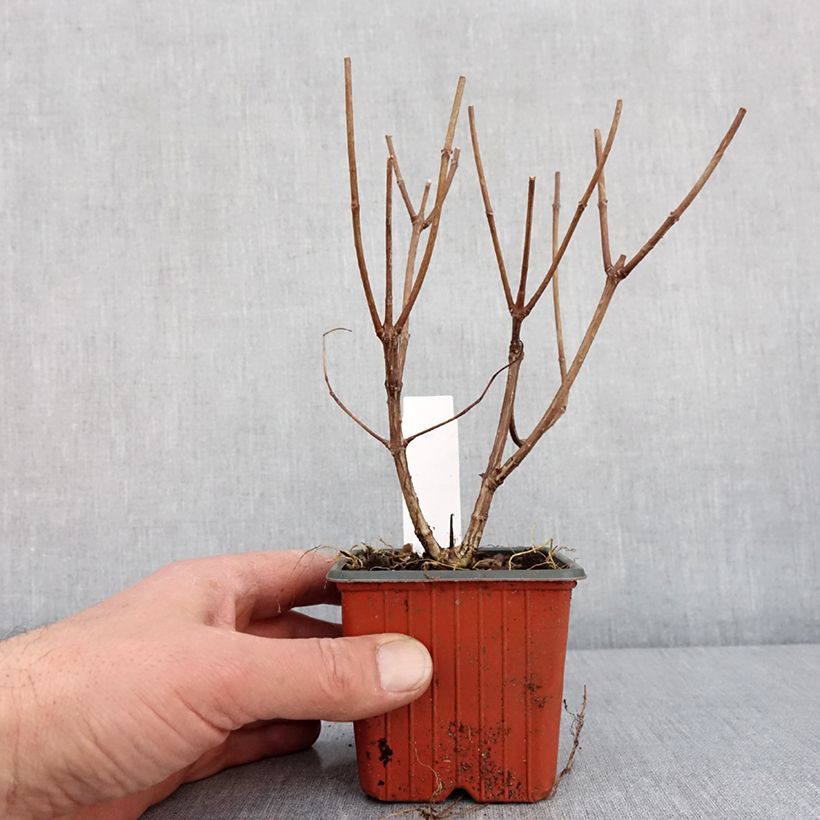 Spécimen de Hortensia - Hydrangea paniculata Pink Diamond Godet de 8/9 cm tel que livré en hiver