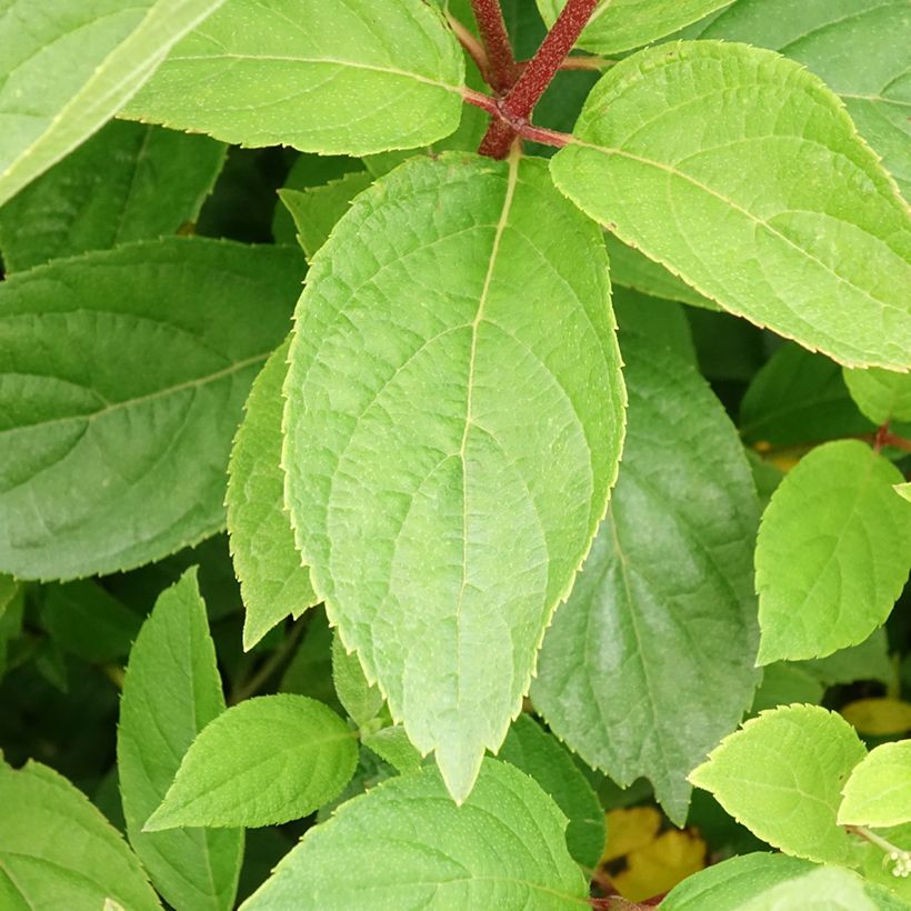 Hydrangea paniculata Unique - Hortensia paniculé (Feuillage)