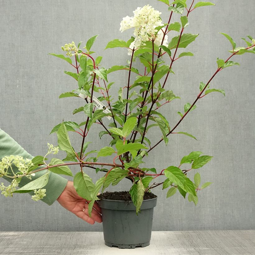 Spécimen de Hydrangea paniculata Vanille Fraise - Hortensia paniculé Pot de 2L/3L tel que livré en été