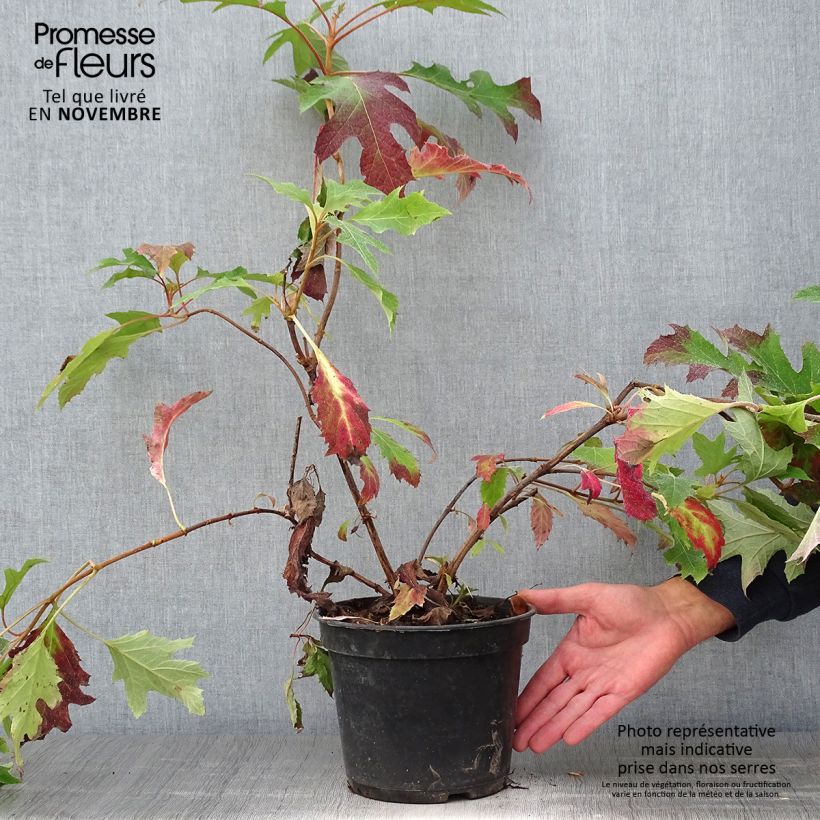Spécimen de Hydrangea quercifolia Ice Crystal - Hortensia à feuilles de chêne Pot de 3L/4L tel que livré en automne