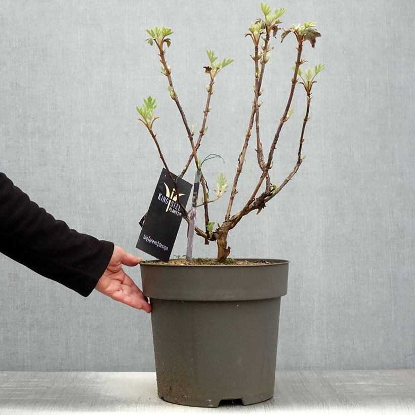 Spécimen de Hydrangea quercifolia Ruby Slippers - Hortensia à feuilles de chêne Pot de 7,5L/10L tel que livré au printemps