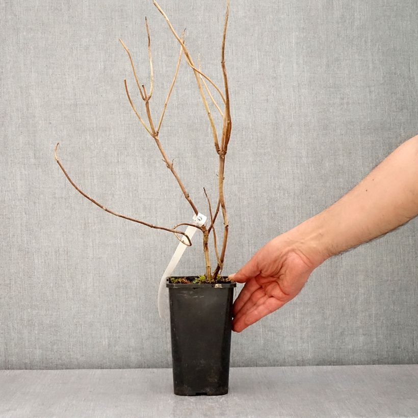 Spécimen de Hortensia - Hydrangea Renaissance Pot de 1,5L/2L tel que livré au printemps