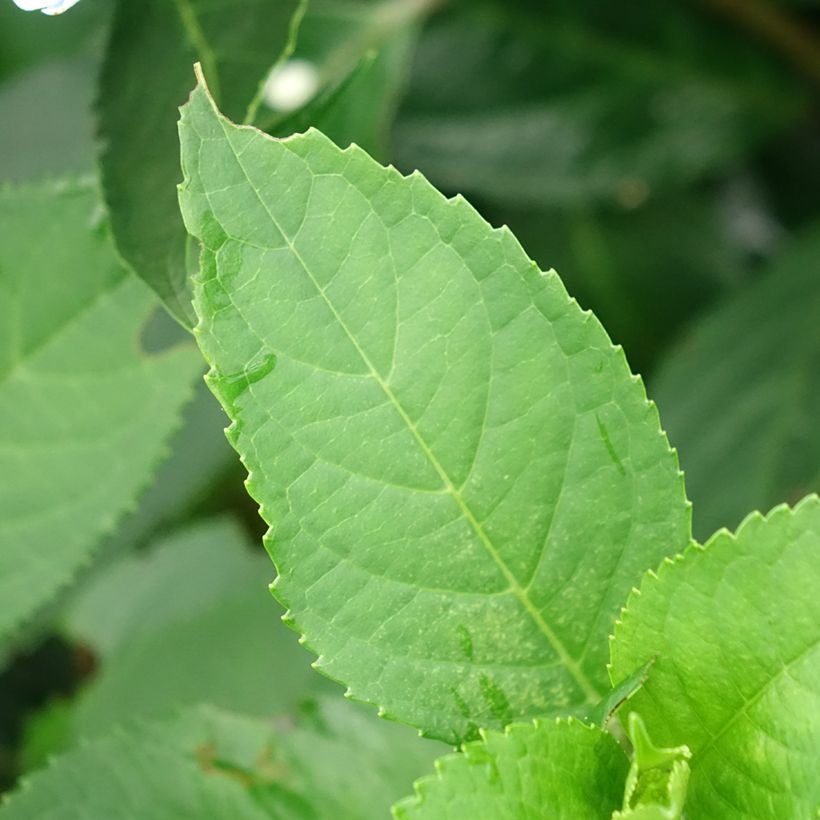Hortensia - Hydrangea Renaissance (Feuillage)