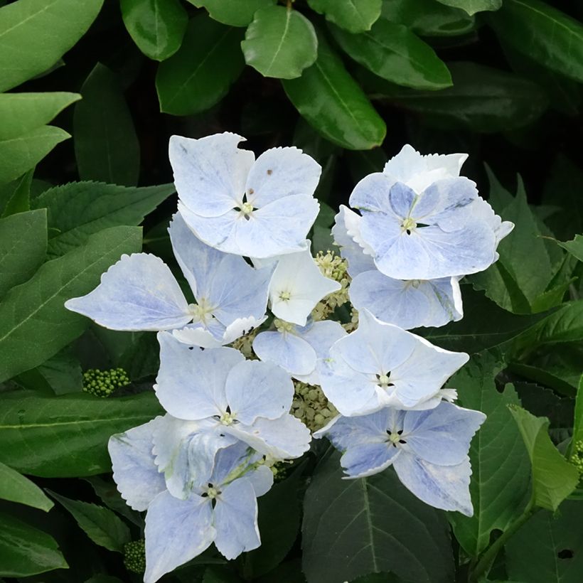 Hortensia - Hydrangea Renaissance (Floraison)
