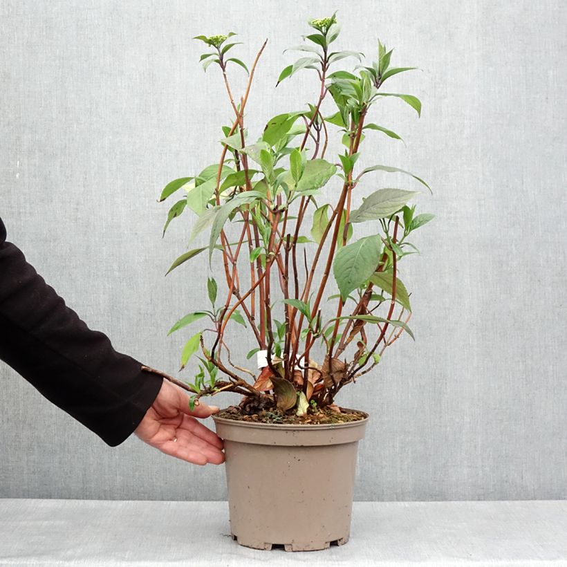 Spécimen de Hortensia - Hydrangea Renaissance Pot de 4L/5L tel que livré au printemps