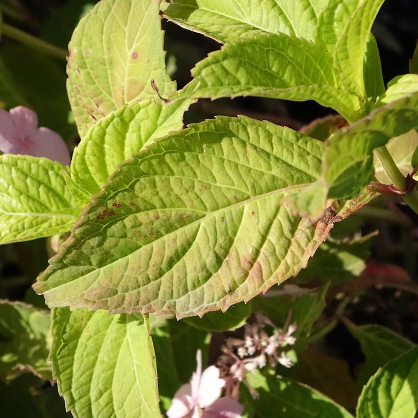 Hortensia - Hydrangea serrata Bleuet (Feuillage)