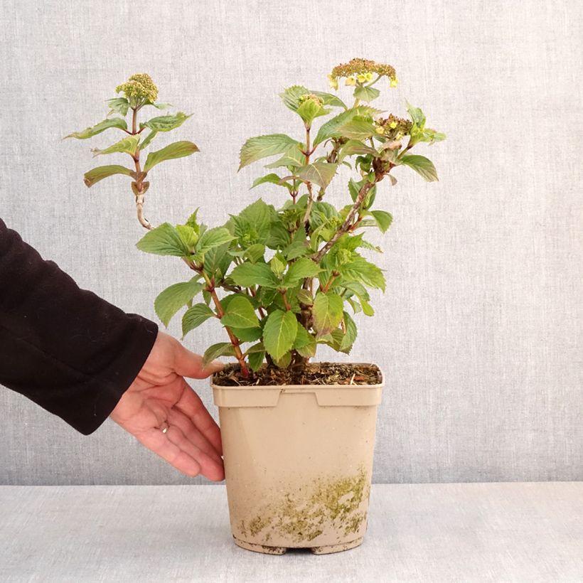 Spécimen de Hortensia - Hydrangea serrata Bleuet Pot de 3L/4L tel que livré au printemps