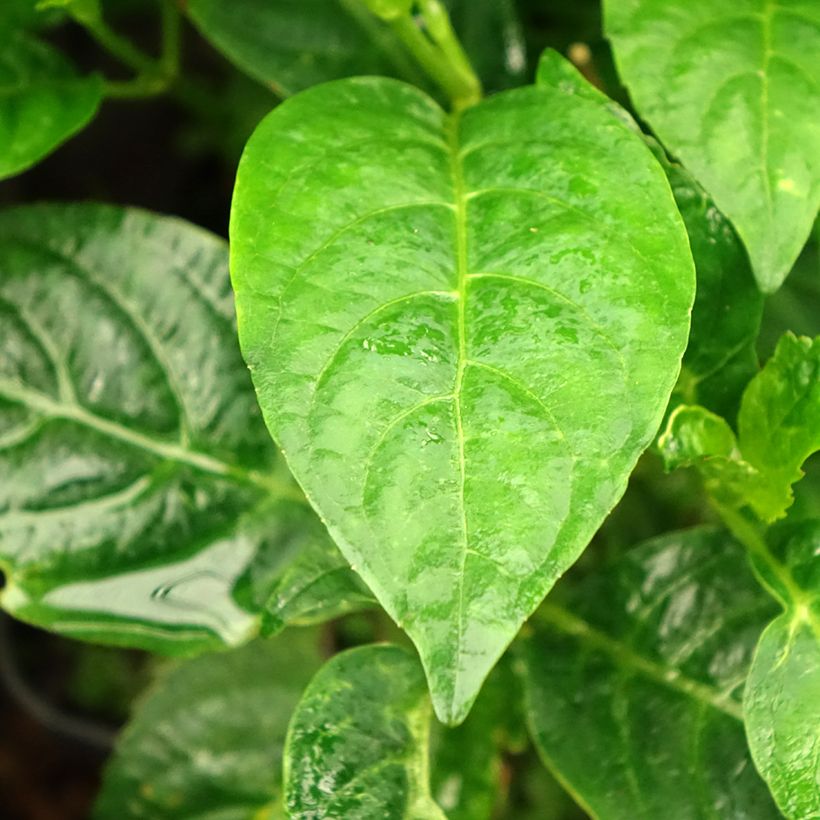 Hortensia - Hydrangea serrata Impératrice Eugénie (Collection 1900) (Feuillage)