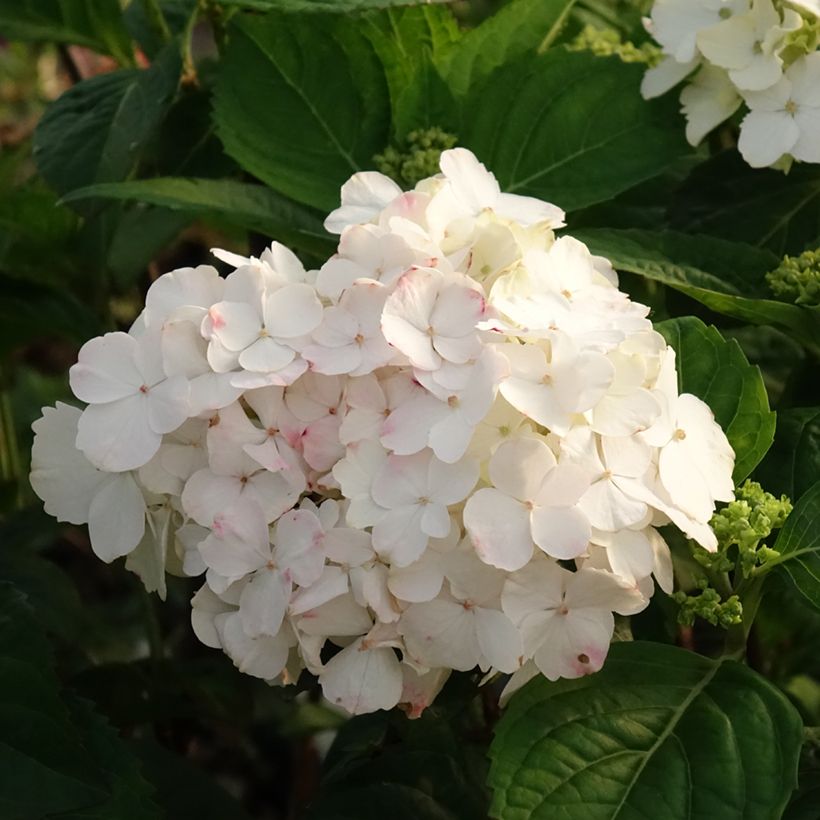 Hortensia - Hydrangea serrata Impératrice Eugénie (Collection 1900) (Floraison)