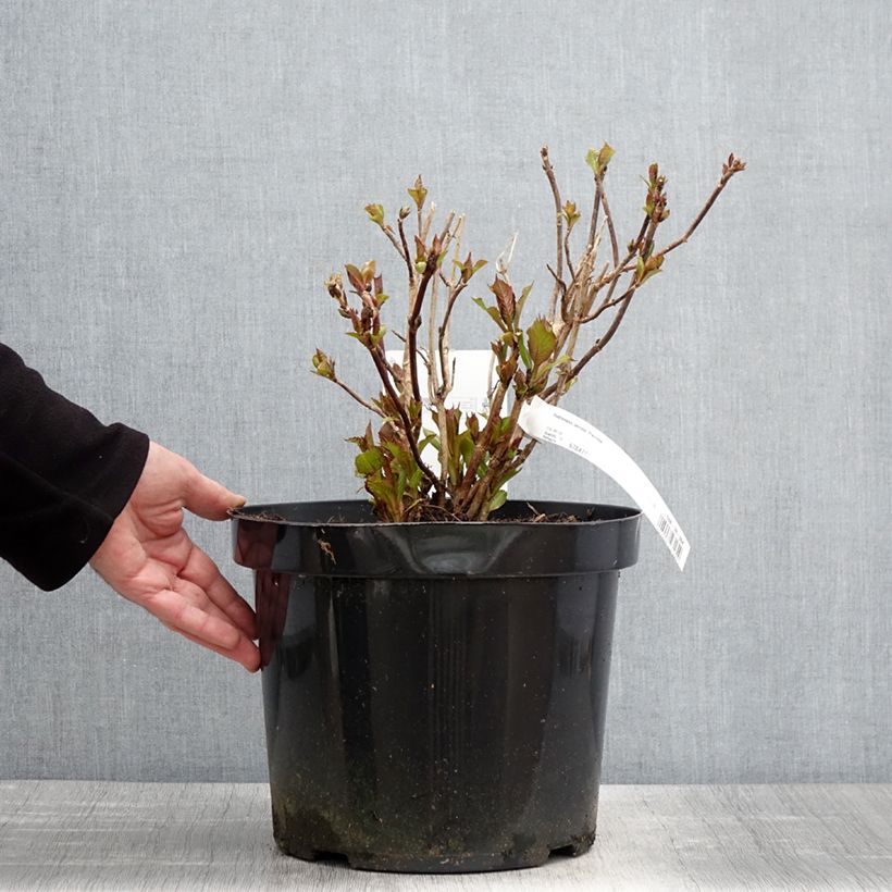 Spécimen de Hortensia - Hydrangea serrata Precioza Pot de 7,5L/10L tel que livré au printemps