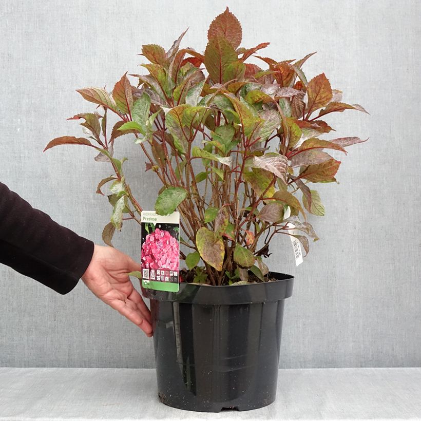 Spécimen de Hortensia - Hydrangea serrata Precioza Pot de 7,5L/10L tel que livré en automne