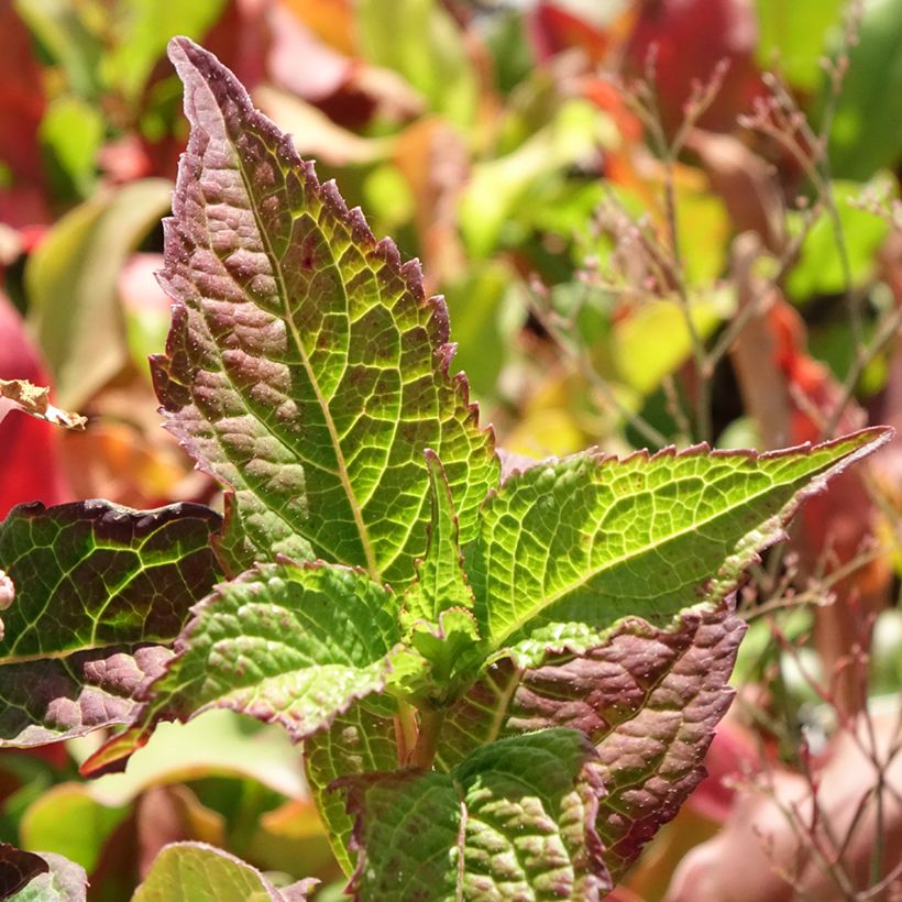Hortensia - Hydrangea serrata Summer Glow (Feuillage)