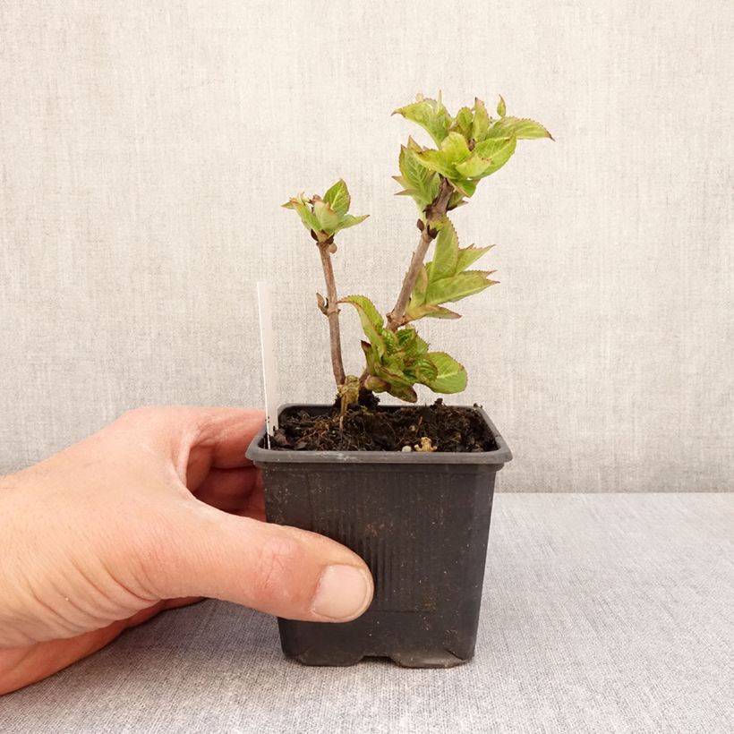 Spécimen de Hortensia - Hydrangea serrata Summer Glow Godet de 8/9 cm tel que livré au printemps