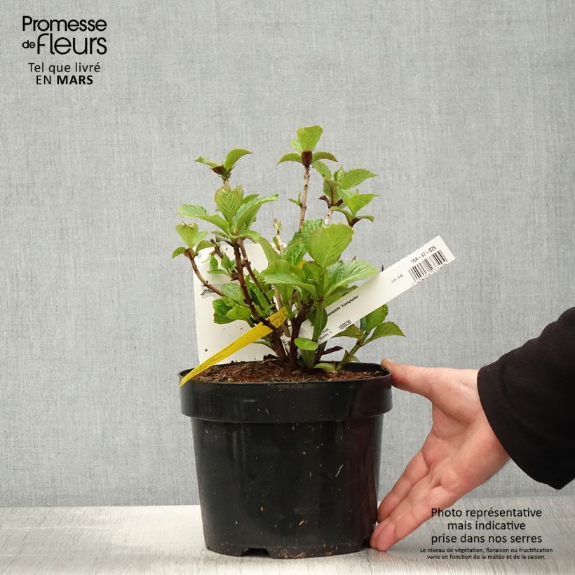 Spécimen de Hortensia macrophylla Alpenglühen Pot de 2L/3L tel que livré au printemps