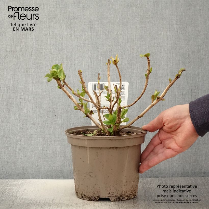 Spécimen de Hortensia macrophylla Freudenstein Pot de 2L/3L tel que livré au printemps