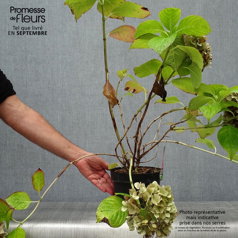 Spécimen de Hortensia macrophylla King George V en pot de 2l/3l tel que livré en automne