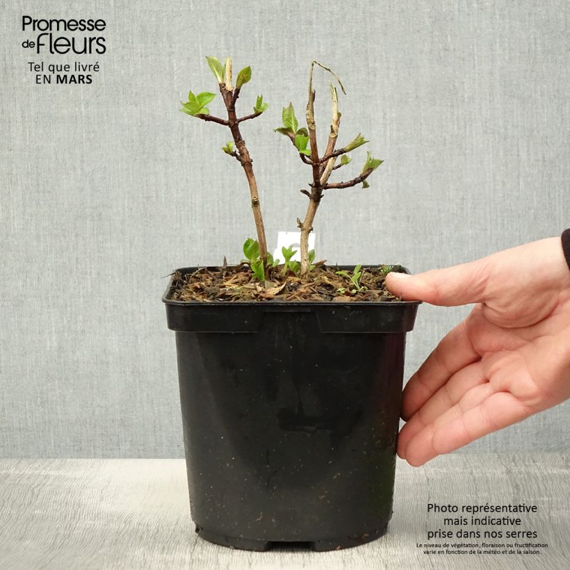 Spécimen de Hortensia macrophylla Madame Plumecoq Pot de 2L/3L tel que livré au printemps