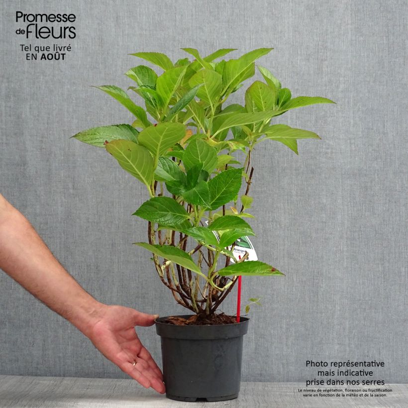 Spécimen de Hortensia macrophylla Mariesii Perfecta Pot de 2L/3L tel que livré en été