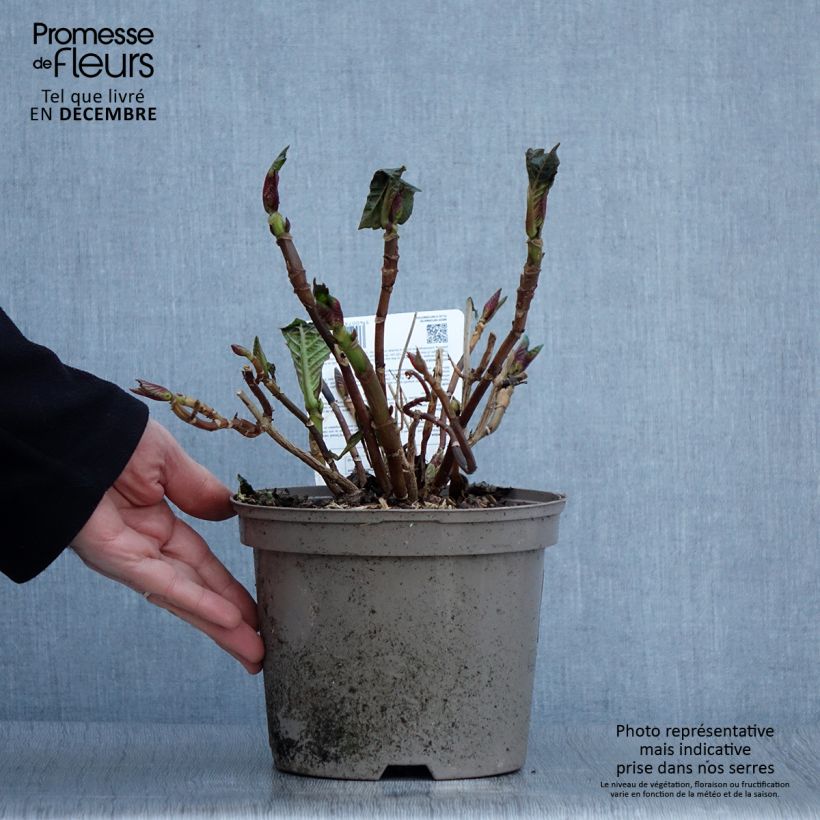 Spécimen de Hortensia macrophylla Sibilla Pot de 2L/3L tel que livré en automne