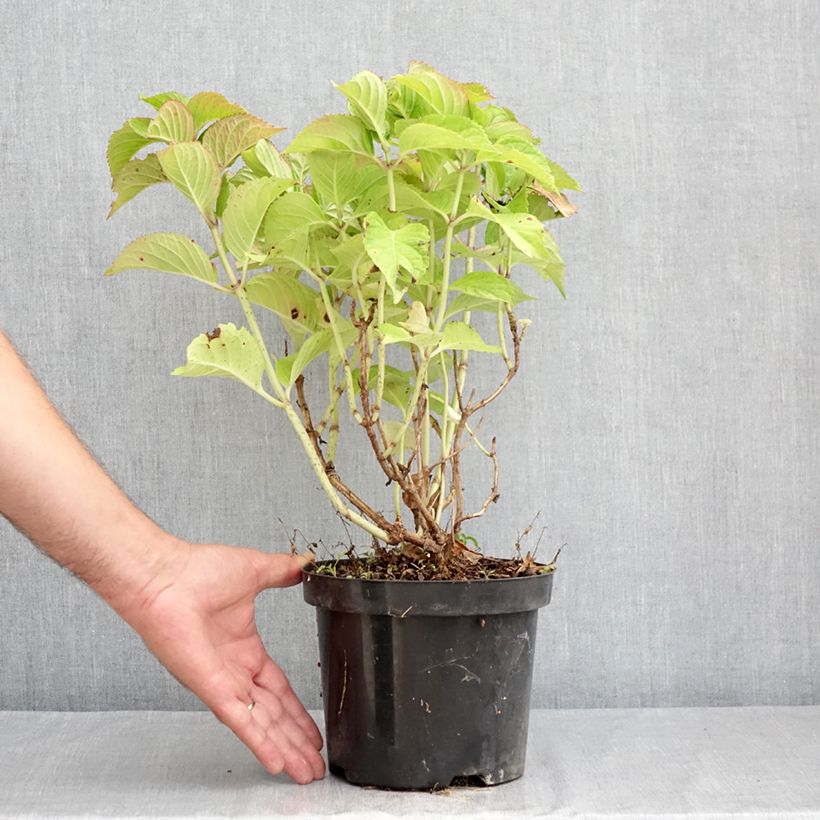 Spécimen de Hortensia macrophylla Rotkehlchen Pot de 2L/3L tel que livré en été