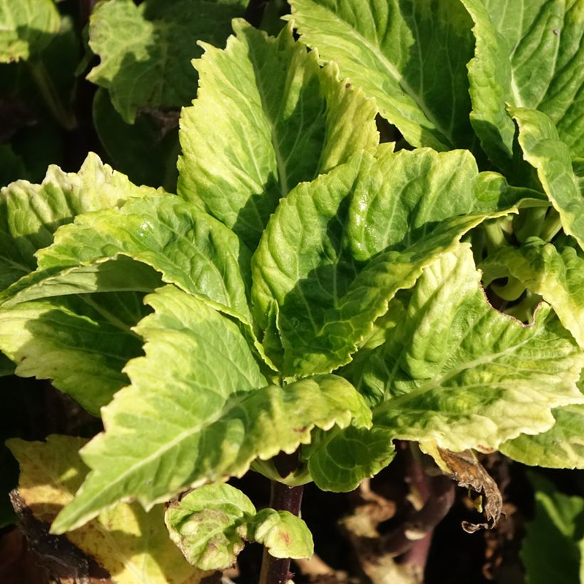 Hortensia macrophylla So Long Aya (Feuillage)