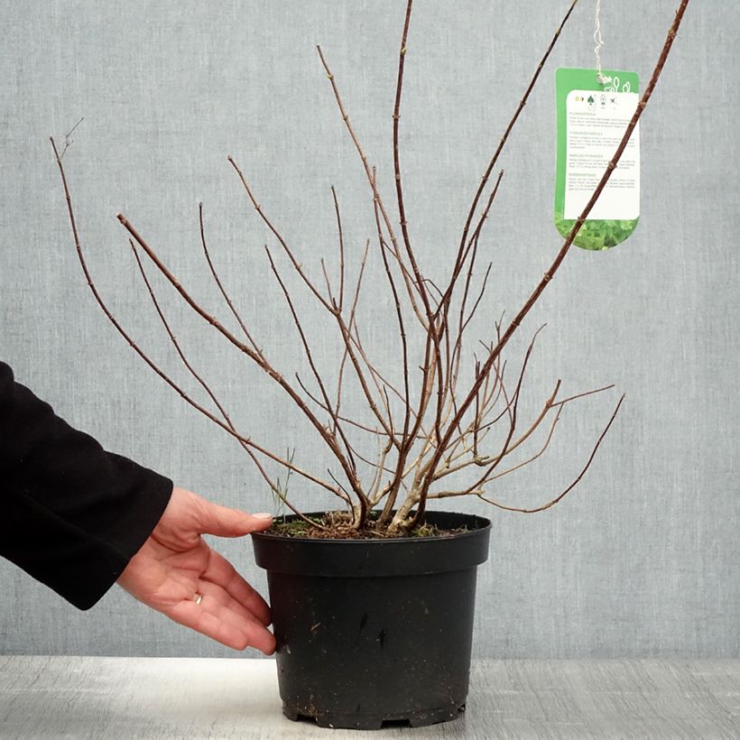 Spécimen de Hydrangea paniculata Tardiva - Hortensia paniculé Pot de 2L/3L tel que livré au printemps