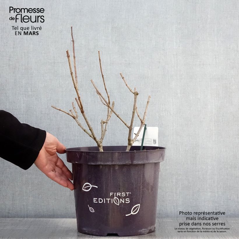 Spécimen de Hydrangea paniculata Tickled Pink - Hortensia paniculé Pot de 7,5L/10L tel que livré au printemps