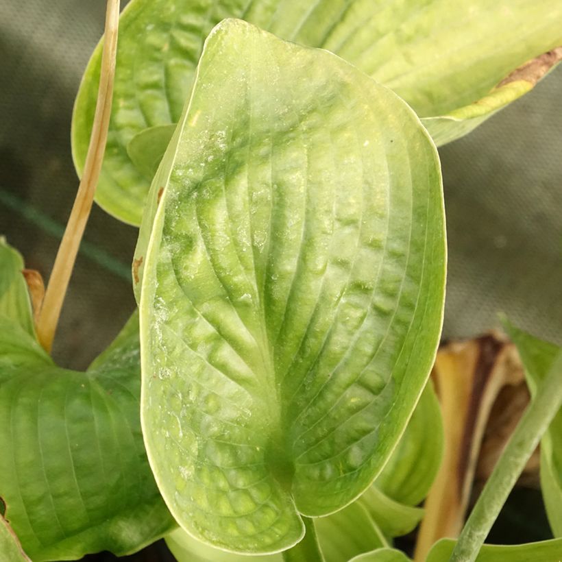 Hosta abiqua Drinking Gourd (Feuillage)