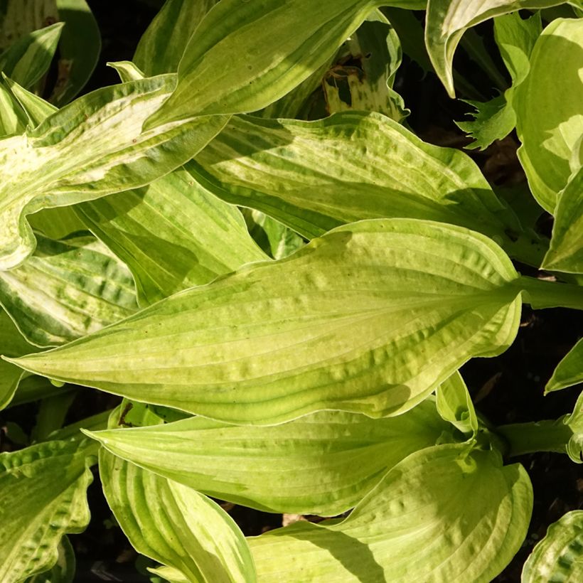 Hosta Allegan Fog (Feuillage)