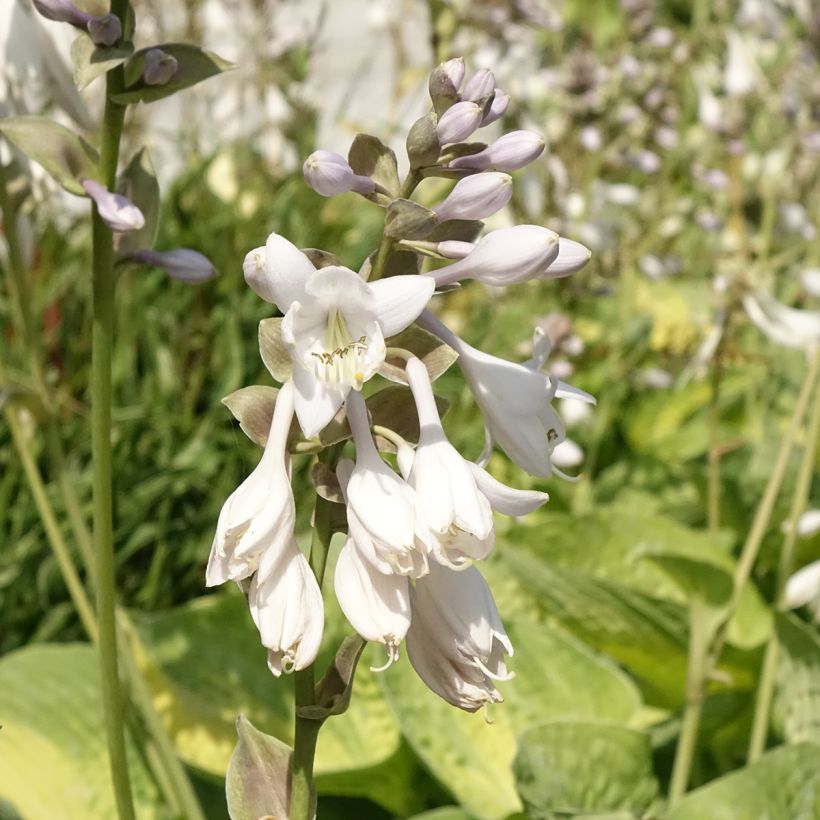Hosta Alligator Alley (Floraison)