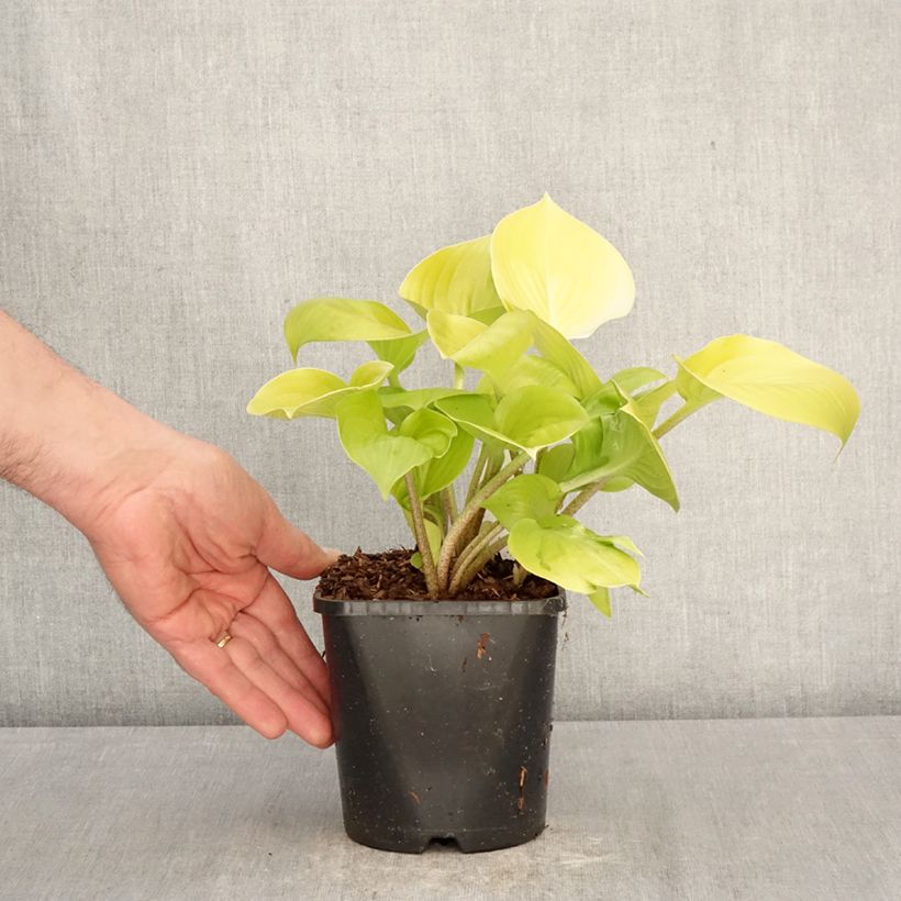 Spécimen de Hosta Appletini Pot de 1,5L/2L tel que livré au printemps