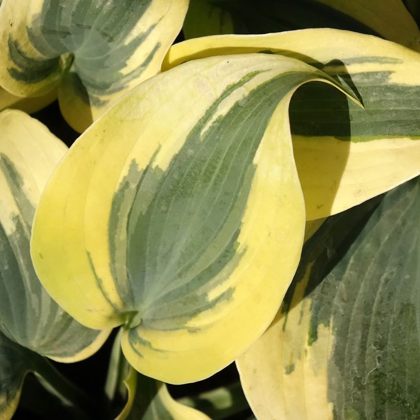 Hosta Autumn Frost (Feuillage)