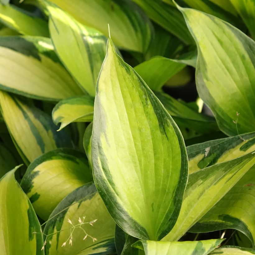 Hosta Ayesha (Feuillage)