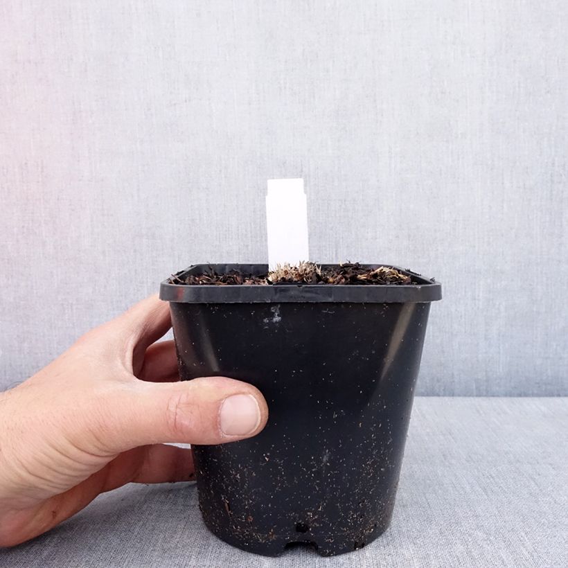 Spécimen de Hosta Ayesha Pot de 1,5L/2L tel que livré au printemps