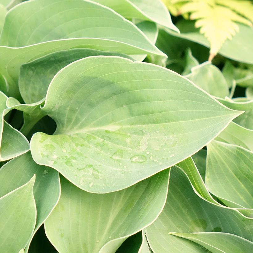 Hosta Blue Cadet (Feuillage)