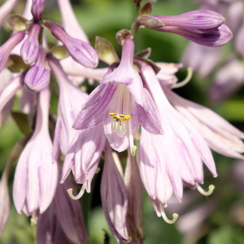 Hosta Blue Cadet (Floraison)