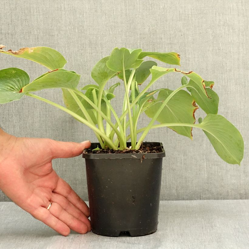 Spécimen de Hosta Blue Cadet Pot de 1,5L/2L tel que livré en été