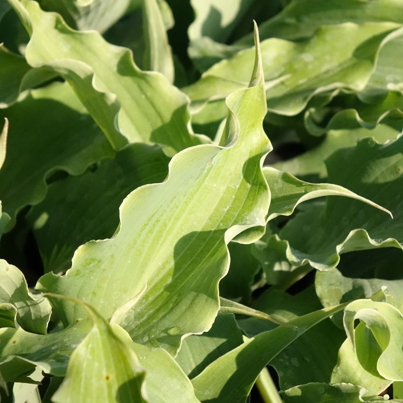 Hosta Blue Cascade (Feuillage)