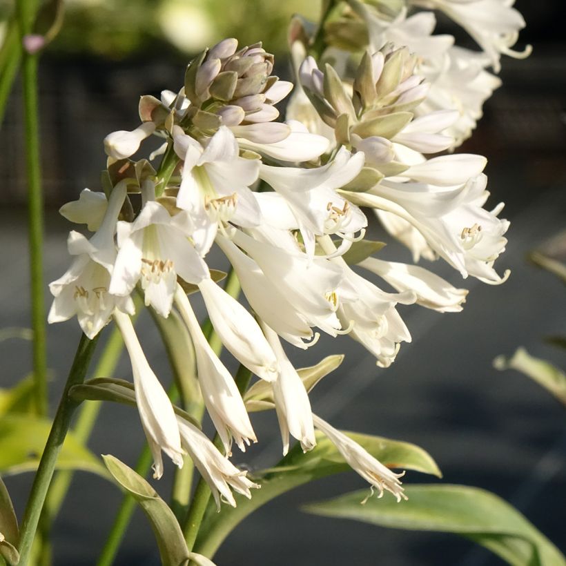 Hosta Blue Mammoth (Flowering)