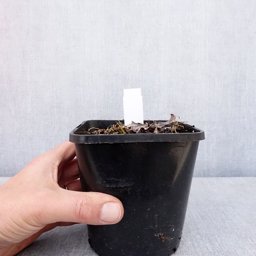 Example of Hosta Blue Mammoth Pot de 1,5L/2L as you get in printemps