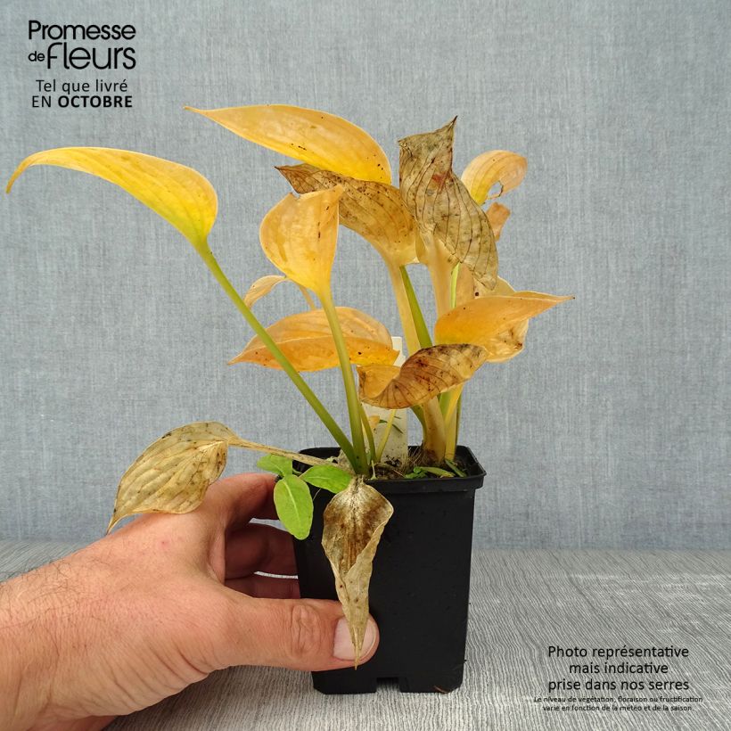 Spécimen de Hosta Blue Umbrellas Godet de 8/9 cm tel que livré en automne