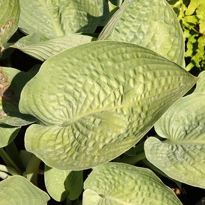 Hosta Blue Vision (Feuillage)