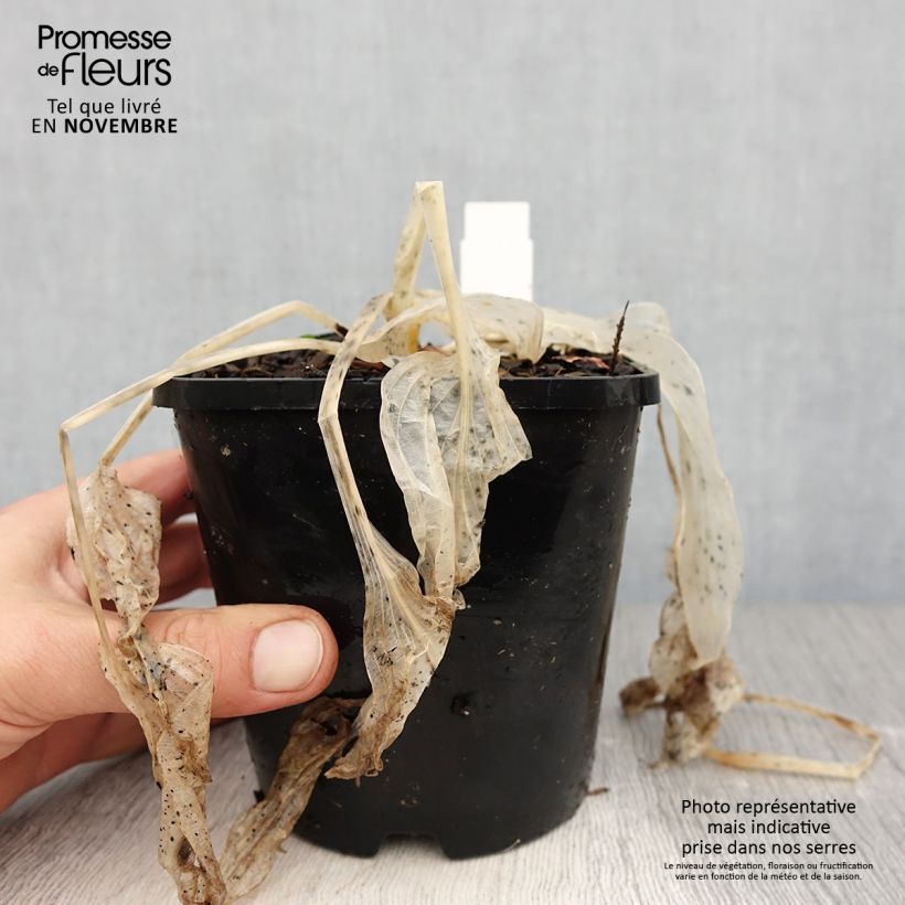 Spécimen de Hosta Coast to Coast  Pot de 1,5L/2L tel que livré en automne