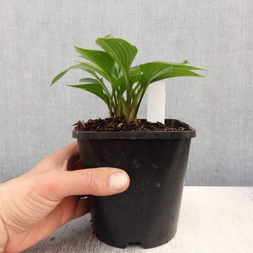 Spécimen de Hosta Devon Green Pot de 1,5L/2L tel que livré au printemps
