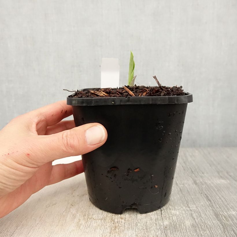 Spécimen de Hosta Earth Angel Pot de 1,5L/2L tel que livré au printemps