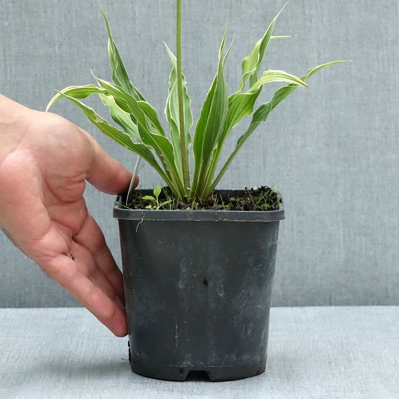 Spécimen de Hosta Electrocution Pot de 1,5L/2L tel que livré en été