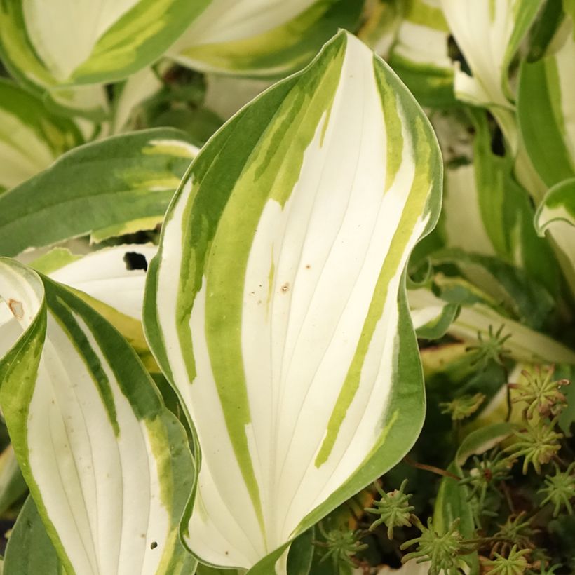 Hosta Fire and Ice (Feuillage)