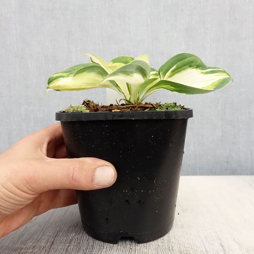 Spécimen de Hosta Fire and Ice Pot de 1,5L/2L tel que livré au printemps