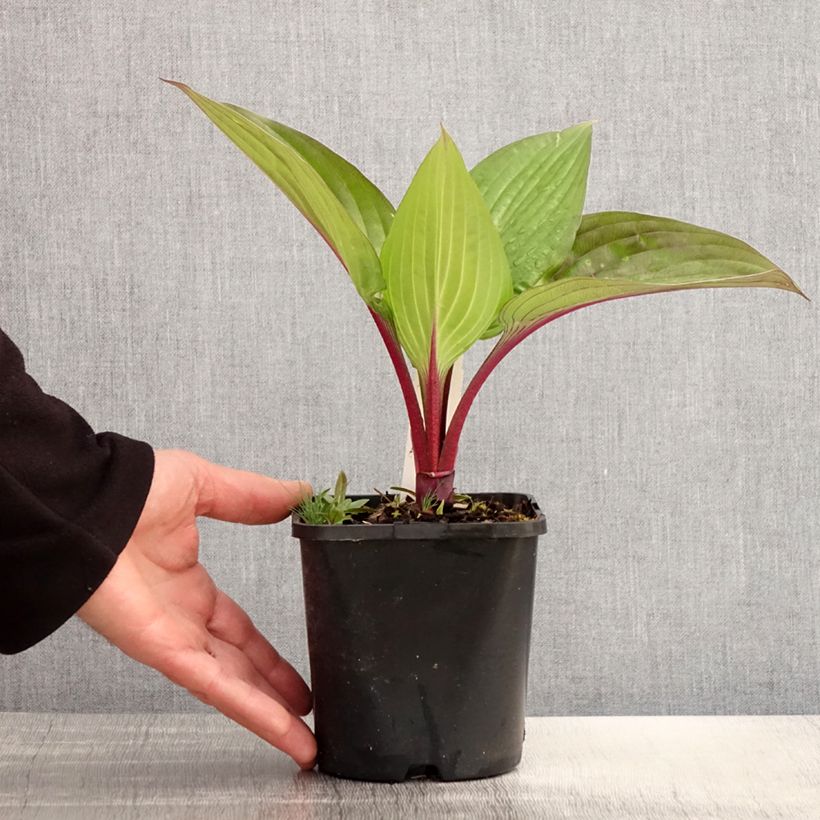 Spécimen de Hosta First Blush Pot de 1,5L/2L tel que livré au printemps